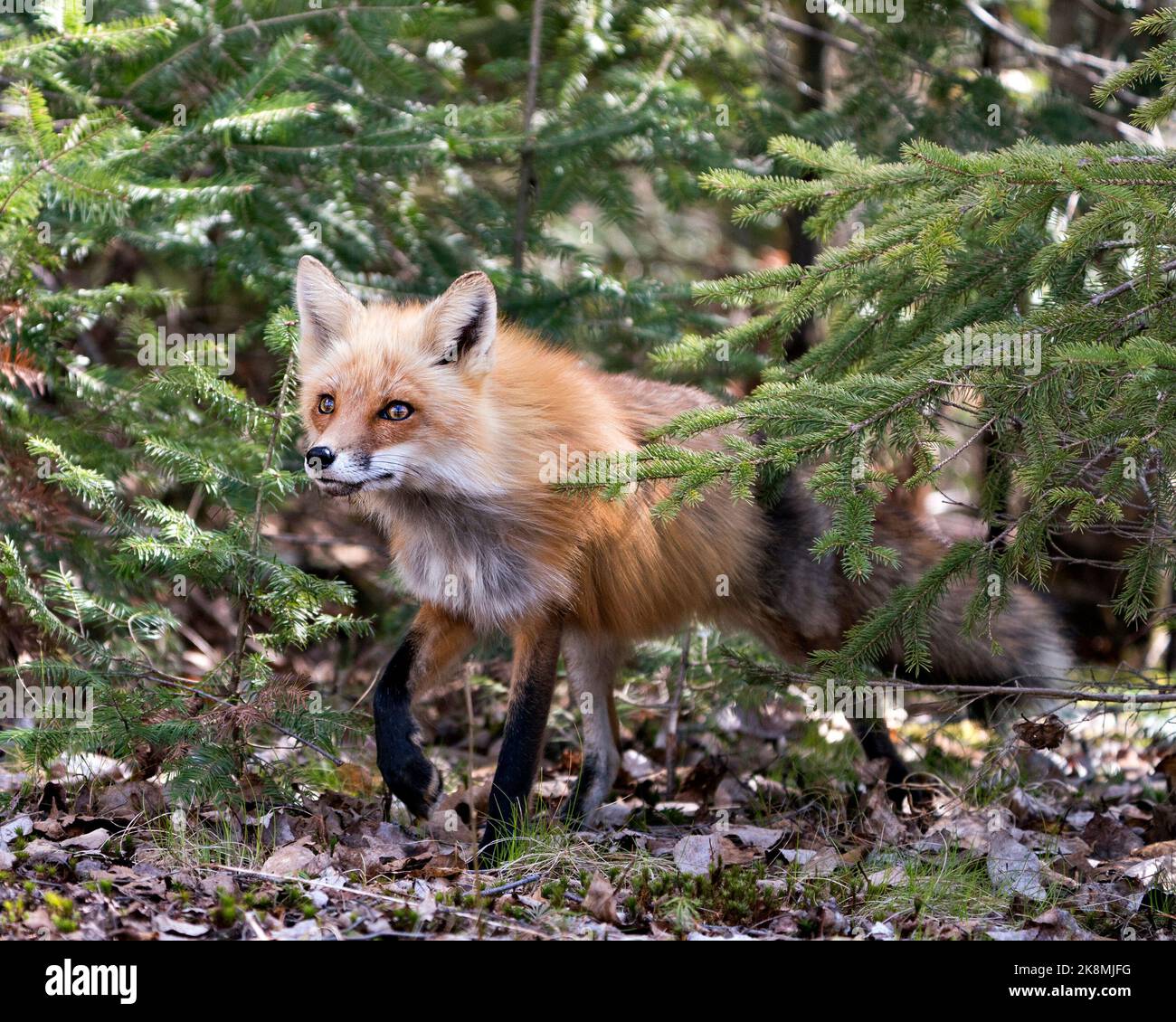 Red Fox testa primo piano tra gli alberi di abete rosso in primavera nel suo ambiente e habitat. Immagine Fox. Immagine. Verticale. Colpo di testa. Foto Stock