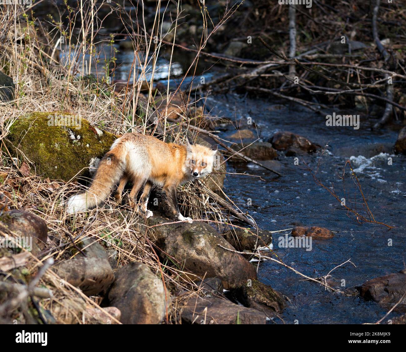 Red Fox primo piano vicino al fiume nella stagione primaverile con sfondo muschio rock e guardando la macchina fotografica nel suo ambiente e habitat. Immagine Fox. Immagine. Foto Stock
