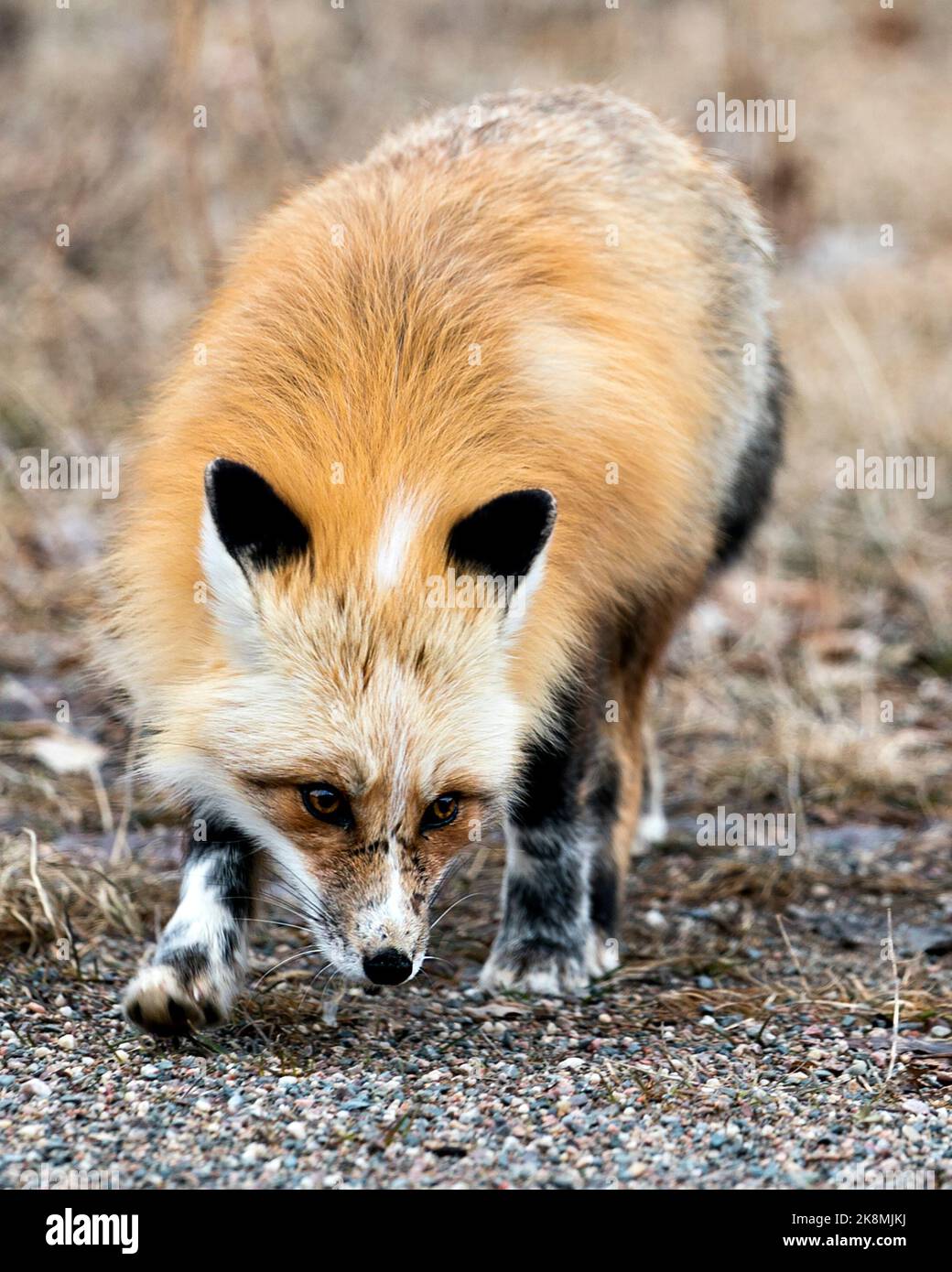 Profilo di volpe rosso unico primo piano che si foraggio nella stagione primaverile nel suo ambiente e habitat con sfondo sfocato. Immagine Fox. Immagine. Verticale. Foto Foto Stock