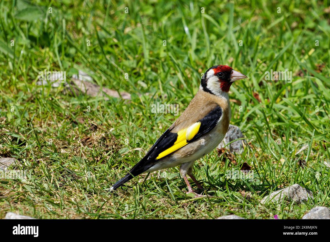 Un adulto maschio Goldfinch Foto Stock