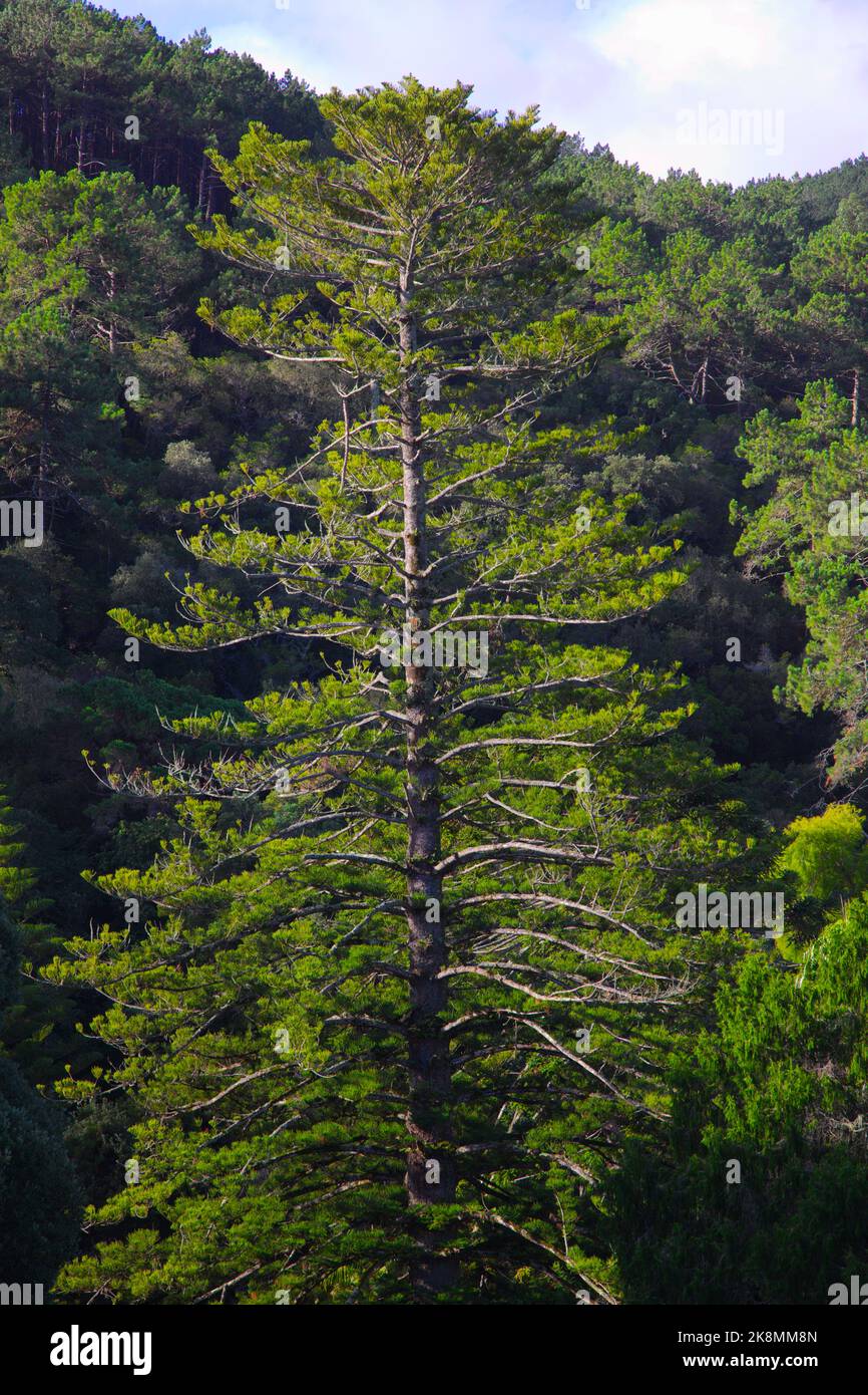 Portogallo, Sintra, Monserrate Park, albero, Foto Stock