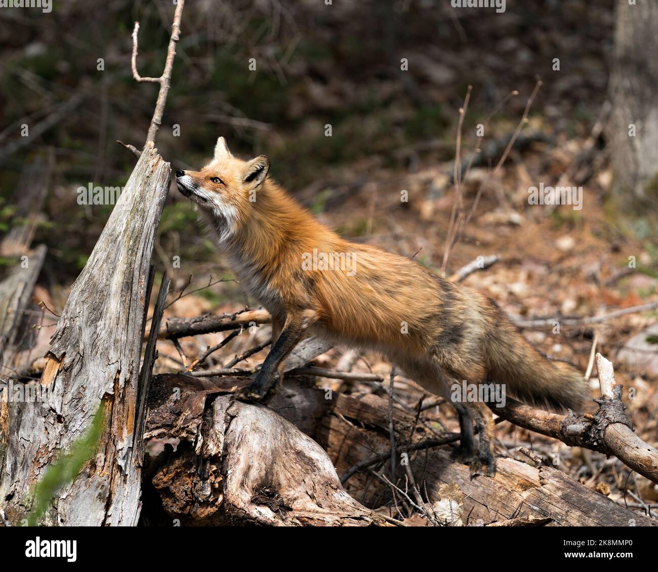 Profilo della volpe rossa in primo piano Vista laterale in primavera che mostra la coda della volpe, la pelliccia, nel suo ambiente e habitat con uno sfondo di fogliame sfocato. Fox Imag Foto Stock