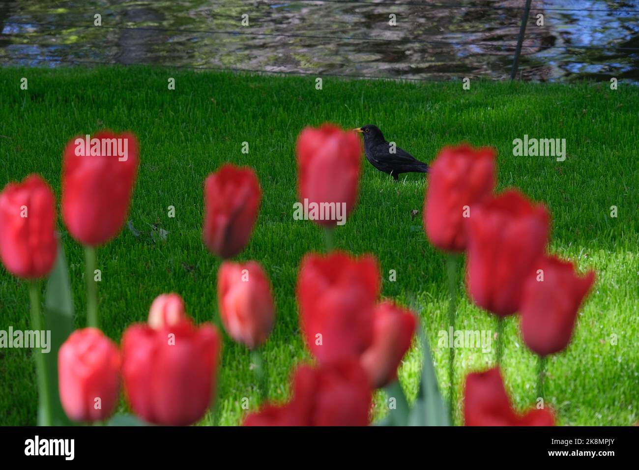 Un primo piano di tulipani rossi con un uccello nero sullo sfondo. Lisse, Paesi Bassi. Foto Stock