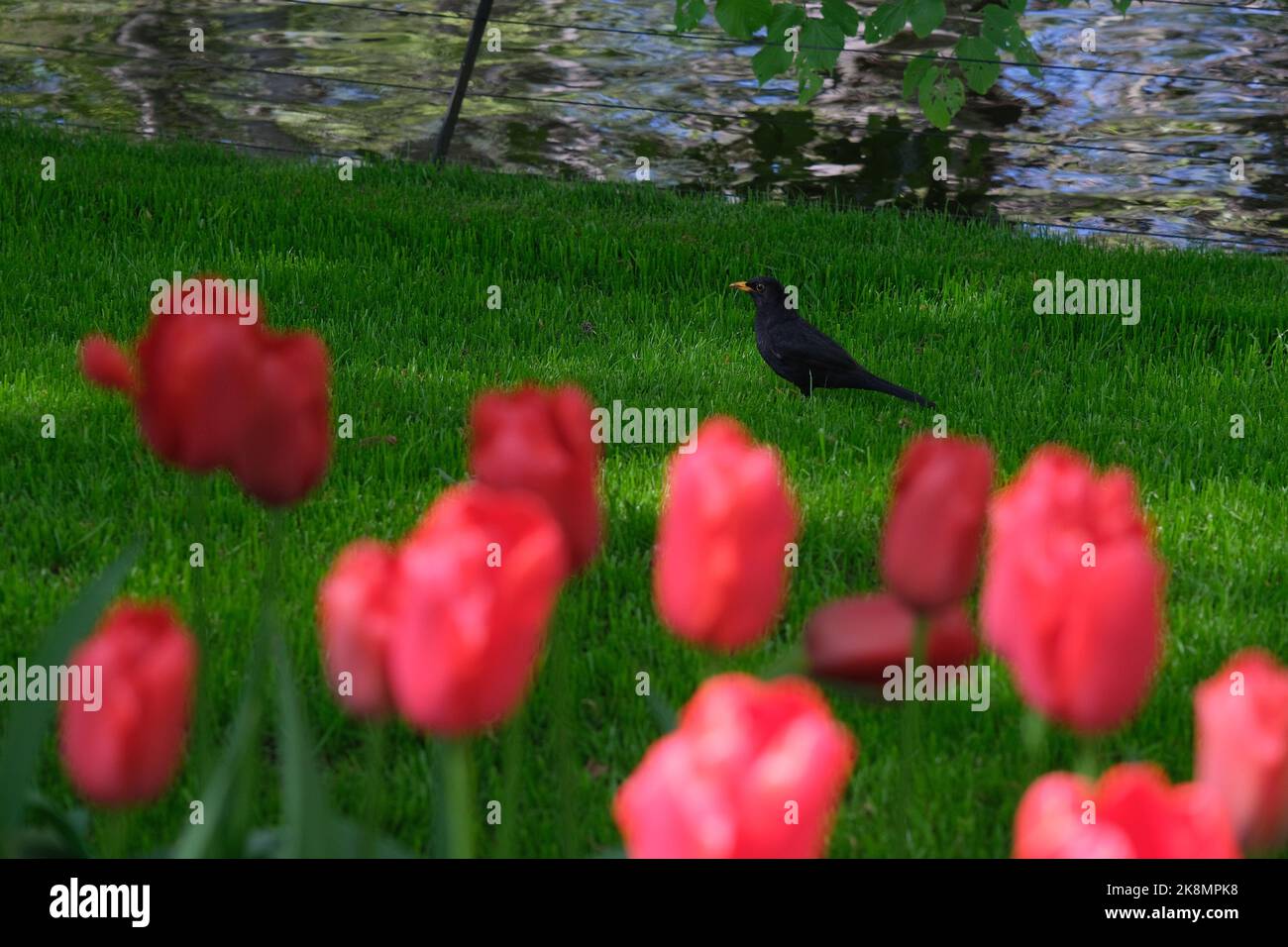 Un primo piano di tulipani rossi con un uccello nero sullo sfondo. Lisse, Paesi Bassi. Foto Stock