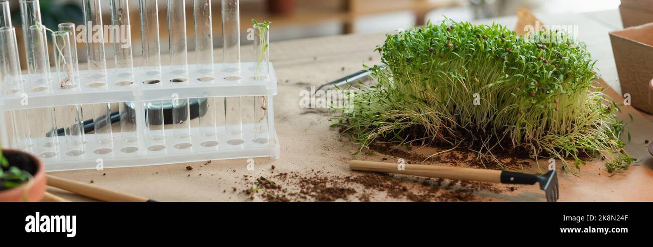 Microprovette in vetro vicino e attrezzi da giardinaggio su tavolo, banner, immagine stock Foto Stock