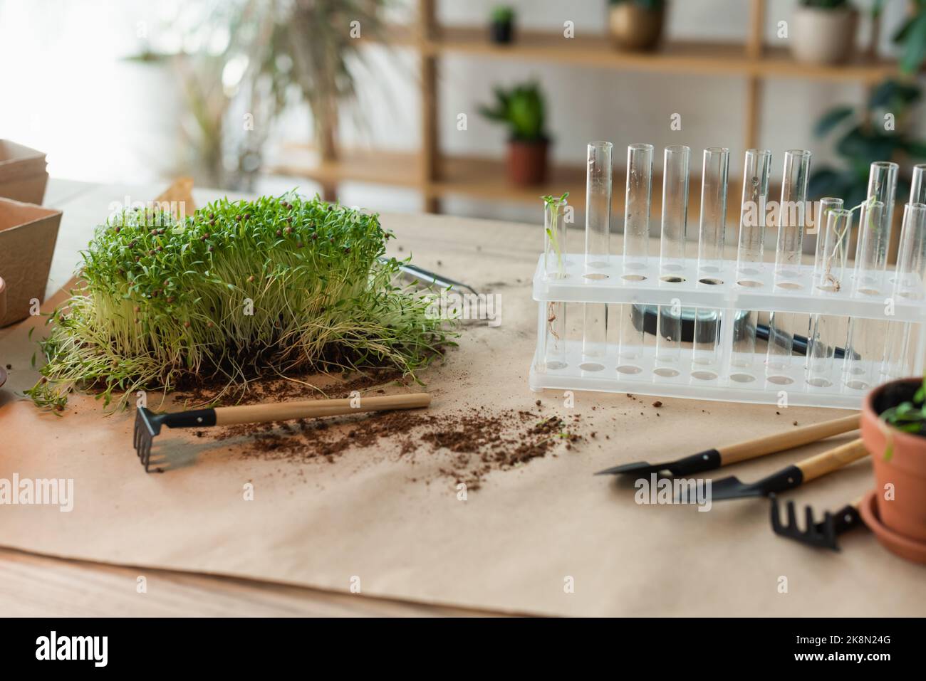 Provette vicino a strumenti di giardinaggio e microgreen a casa, immagine stock Foto Stock