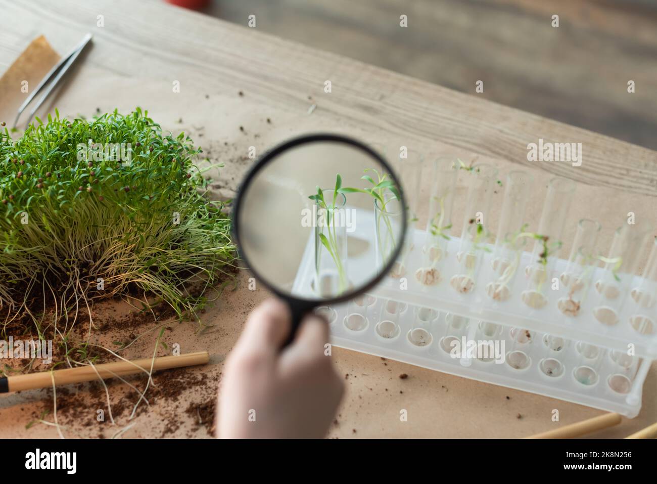 Vista ritagliata del bambino che tiene la lente d'ingrandimento vicino alle provette con le piante a casa, immagine stock Foto Stock