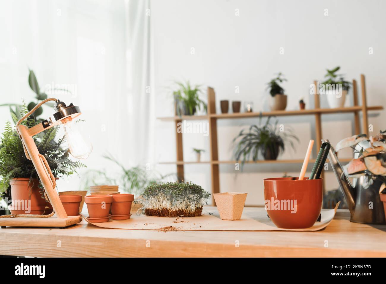 vasi da fiori e piante microgreverdi vicino a lampada e attrezzi da giardinaggio sul tavolo, immagine stock Foto Stock
