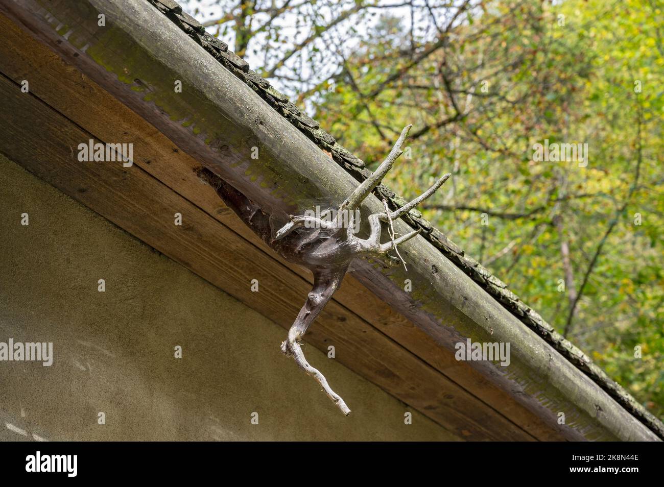 Fissaggio di una grondaia in legno per tetto con parti di un portinnesto in Slovacchia Foto Stock