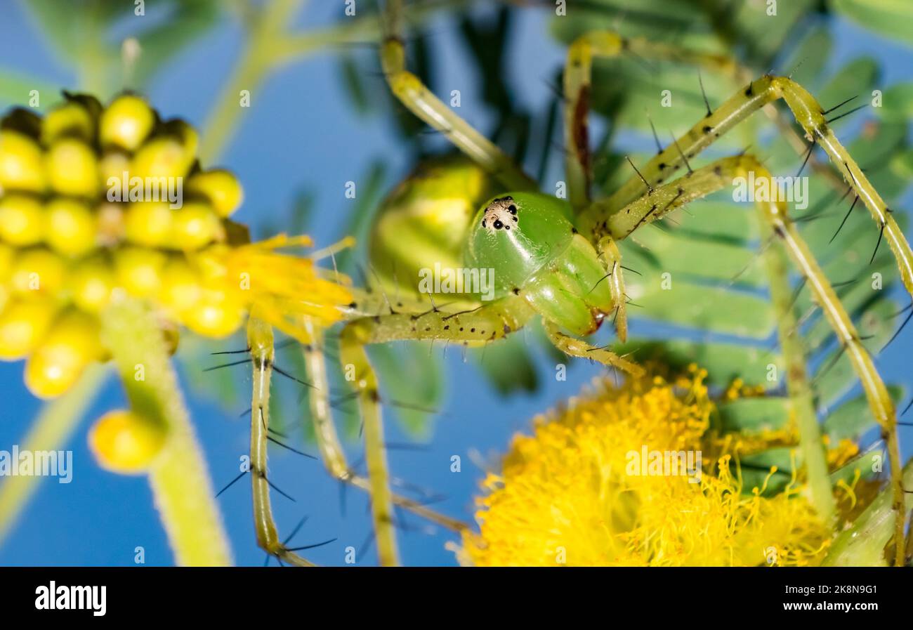 Ragno di Lynx verde con una larwa seduta su un albero verde con sfondo sfocato, fuoco selettivo. Immagine macro di un ragno di lince verde con la sua preda. Foto Stock