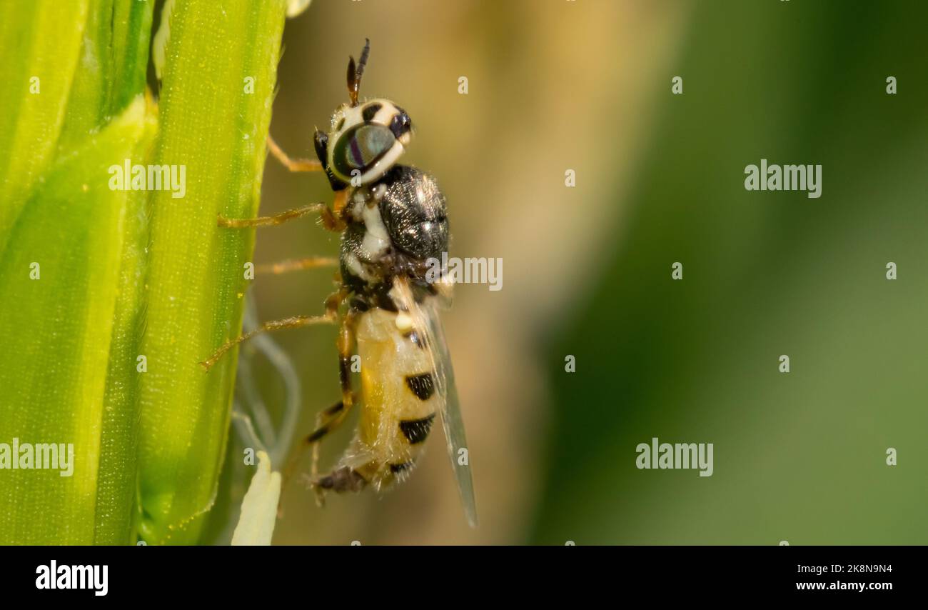 Immagine macro di una mosca di cavallo seduta su una pianta con sfondo sfocato e messa a fuoco selettiva. Primo piano di una mosca di cavallo su una foglia Foto Stock