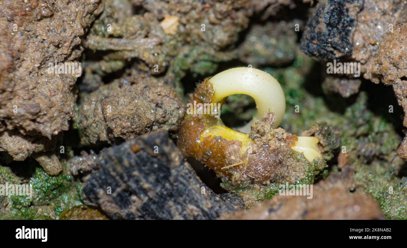 Immagine macro della germinazione dei semi con sfondo sfocato. Primo piano immagine di giovani pianta. Foto Stock