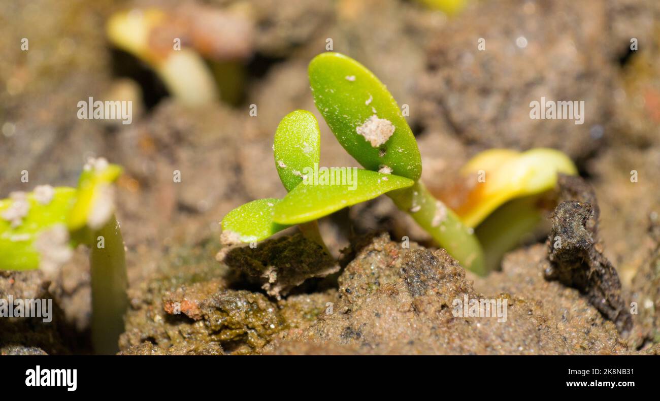 Immagine macro della germinazione dei semi con sfondo sfocato. Primo piano immagine di giovani pianta. Foto Stock