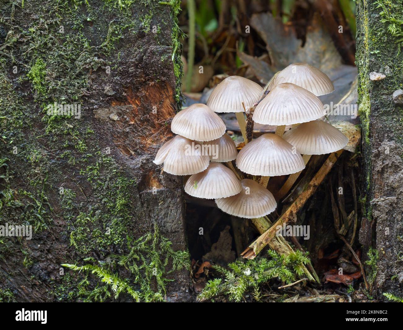 Piccoli funghi beige tipo toadstool che crescono tra i pali di recinzione. Con copyspace. Foto Stock