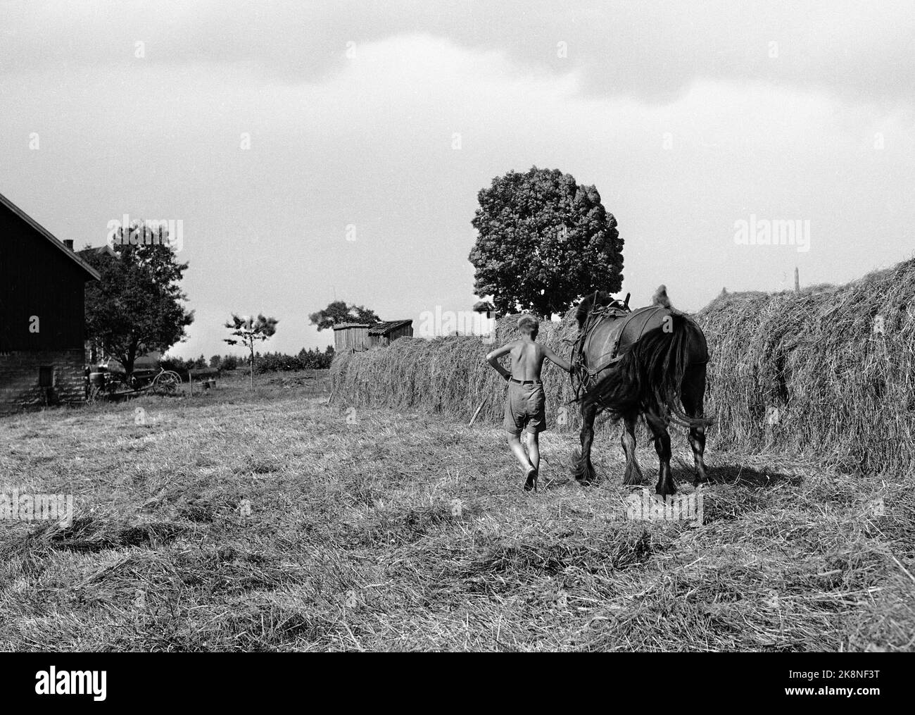 SEM, Borre, Vestfold, 19530701 Estate in fattoria. Bambini e adulti partecipano a Høyonn. Un giovane ragazzo, che può essere in vacanza estiva in fattoria- corre su un terreno con un cavallo. Hesis con alto in background. Foto: NTB / NTB Foto Stock