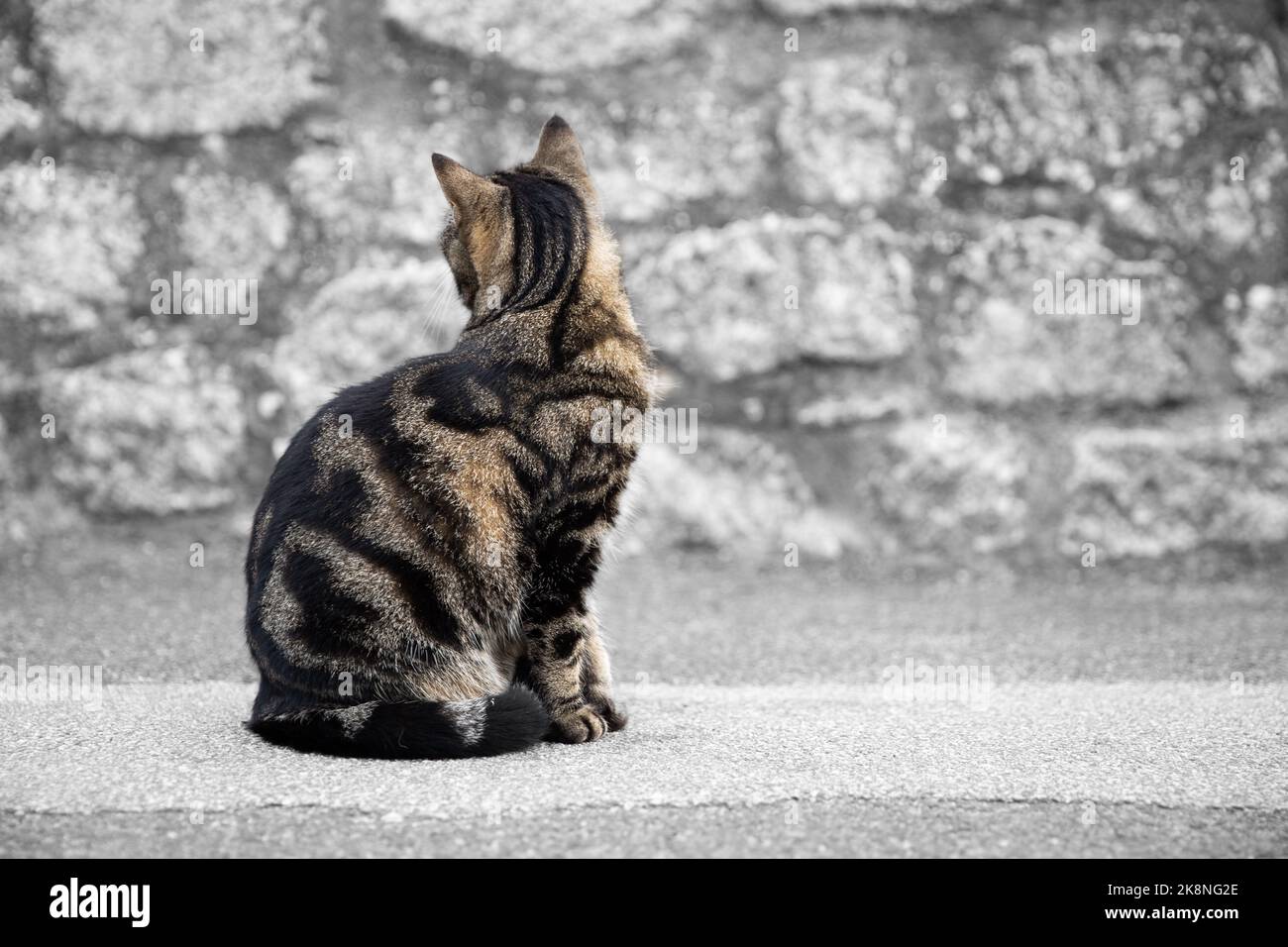 Un gatto di Tabby non interessato seduto su una strada cittadina e guardando lontano dalla fotocamera con spazio per le copie Foto Stock