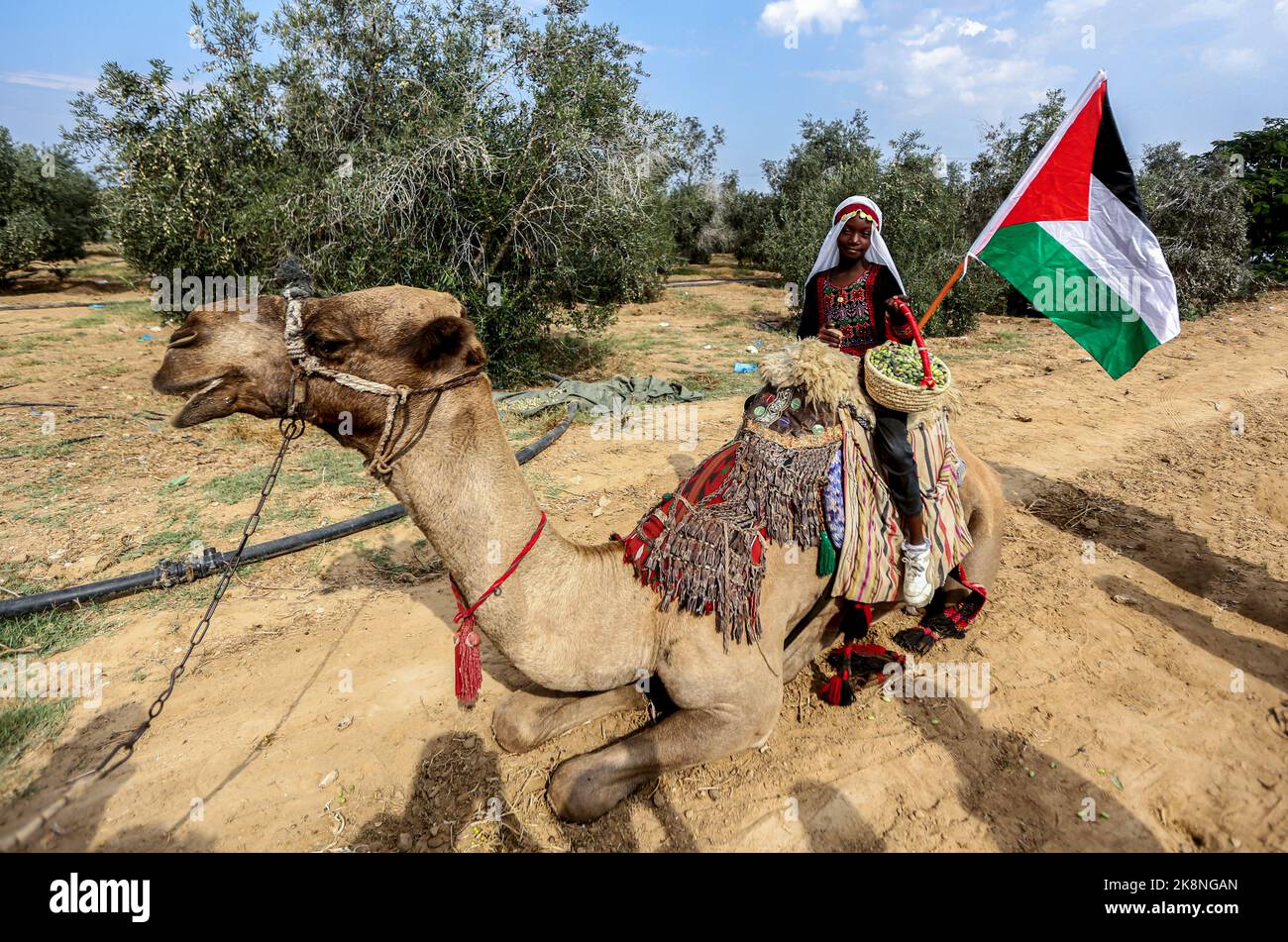 Gaza, Palestina. 23rd Ott 2022. Una ragazza palestinese che indossa un abito tradizionale palestinese porta un cesto di olive mentre si siede su un cammello durante la stagione della raccolta delle olive in una fattoria a Deir al-Balah, nel mezzo della striscia di Gaza. (Foto di Yousef Masoud/SOPA Images/Sipa USA) Credit: Sipa USA/Alamy Live News Foto Stock