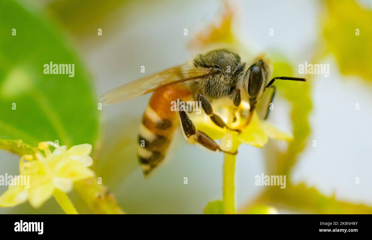 Vista laterale di un ape di miele che raccoglie nettare da frowers Jujube con sfondo sfocato. Concetto di nettare succhiato. Macrofone di un'ape di miele durante la succhiatura del nettare da un fiore. Con messa a fuoco selettiva. Foto Stock