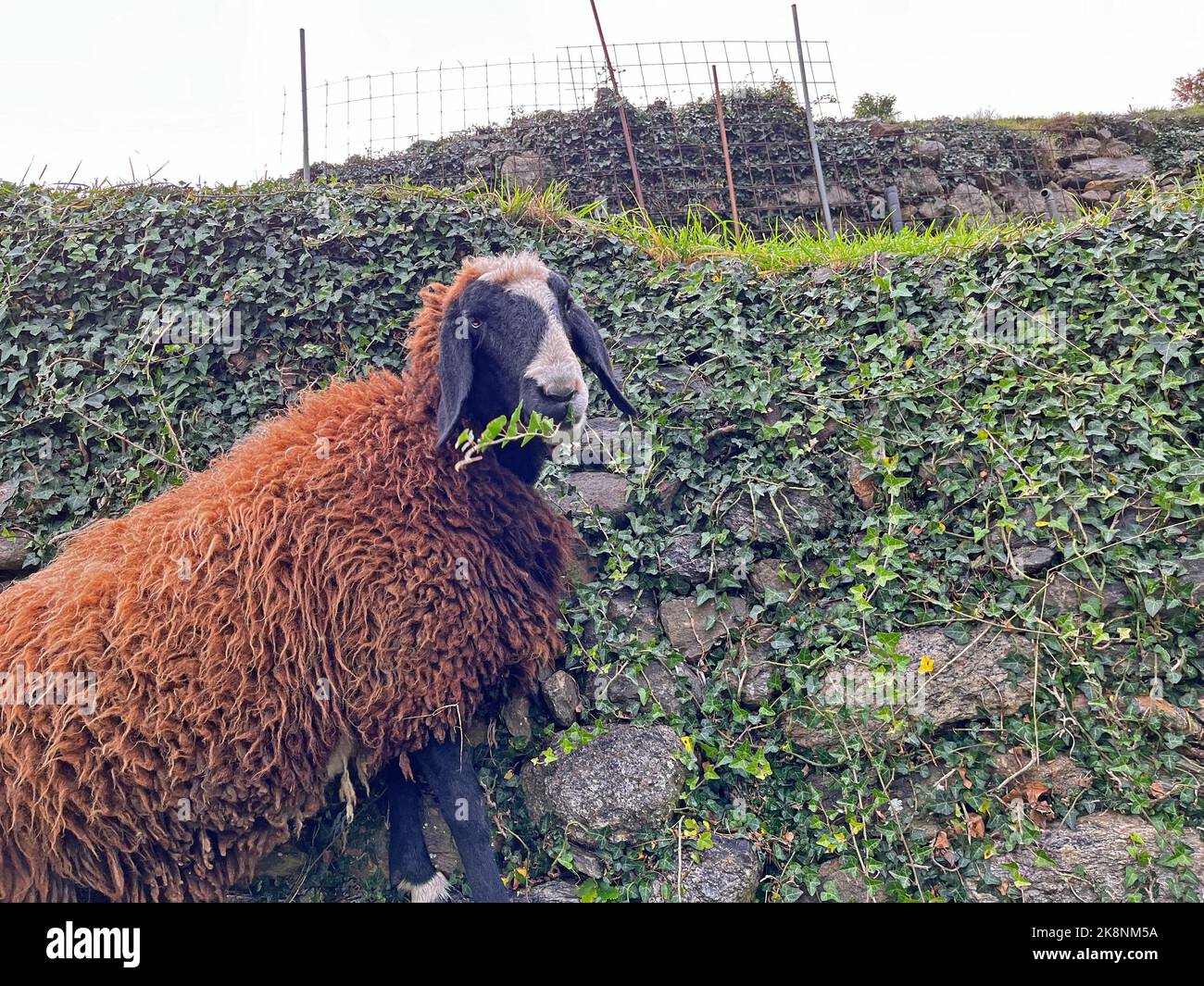 Pecora curiosa nel pascolo Foto Stock