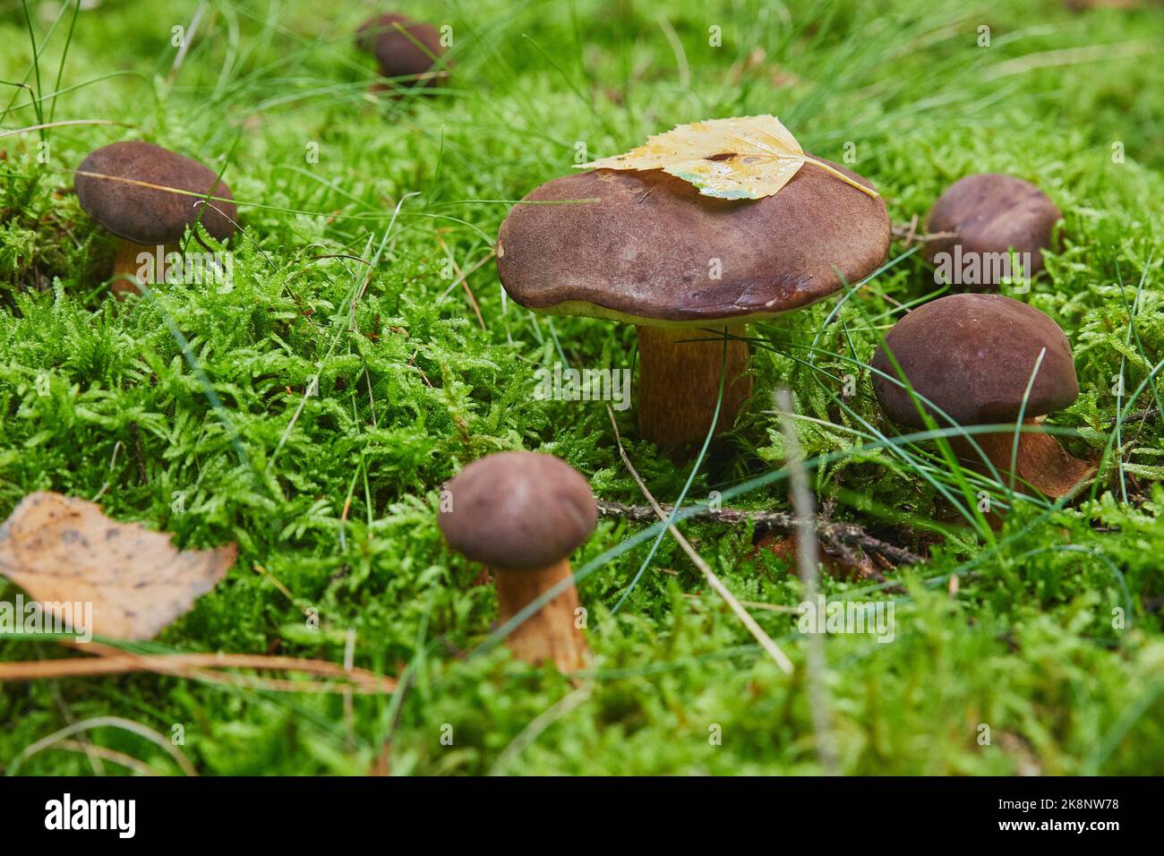 Bella famiglia di funghi porcini nella foresta autunnale Foto Stock