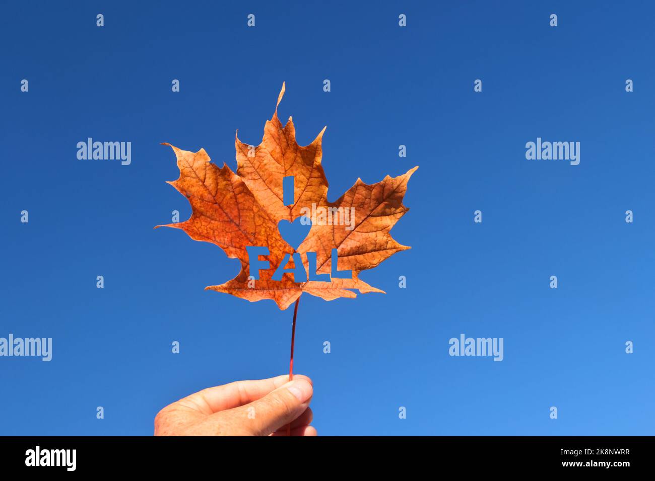 Le dita che trattengono il gambo della caduta lasciano il cielo agasint con i tagli Foto Stock