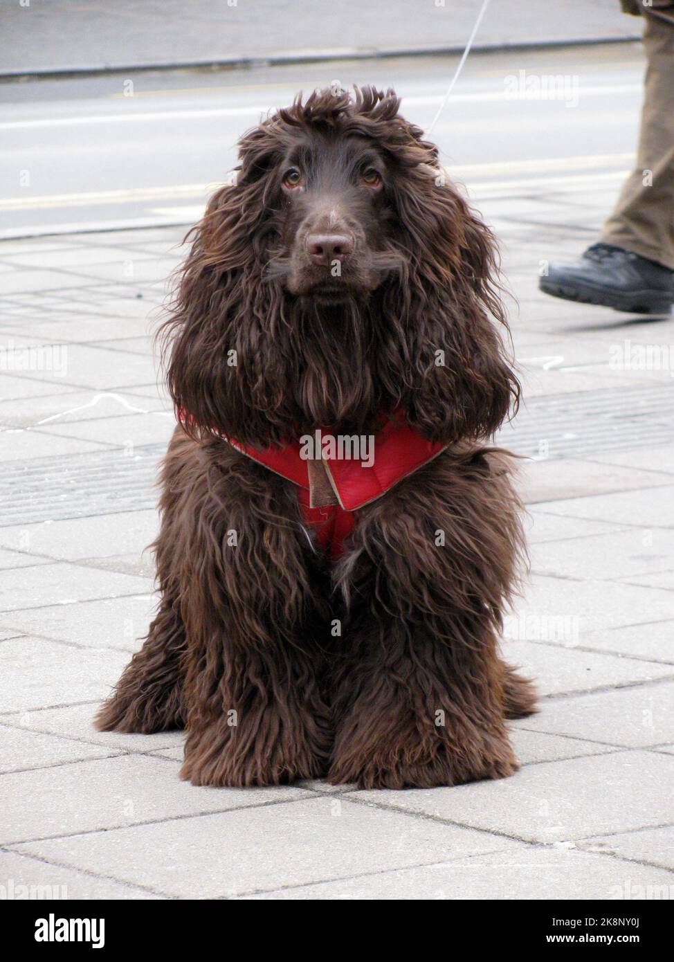 Un Cocker Spaniel marrone scuro con una bandana rossa intorno al collo Foto Stock