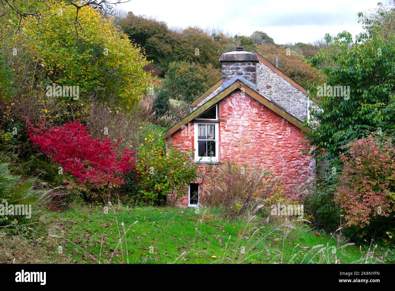 Eunonymous alatus rosso foglia fuso ala o cespuglio fuoco fuori rosa casa casetta paese casa in autunno rurale Carmarthenshire Galles UK KATHY DEWITT Foto Stock