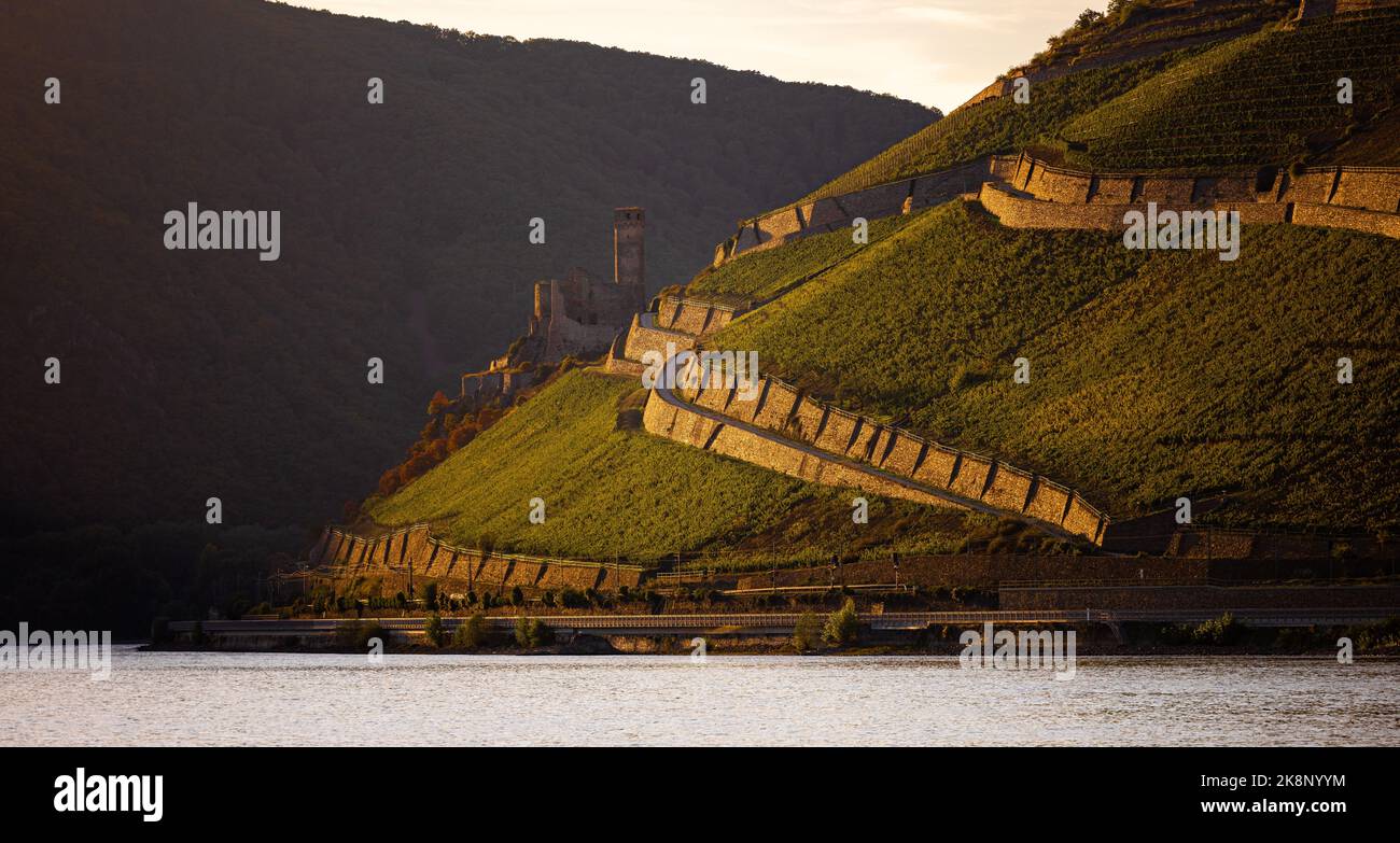 Una vista panoramica delle rovine del Castello di Ehrenfels su una collina del fiume Reno a Rudesheimer Berg, Rudesheim am Rhein, Assia, Germania Foto Stock