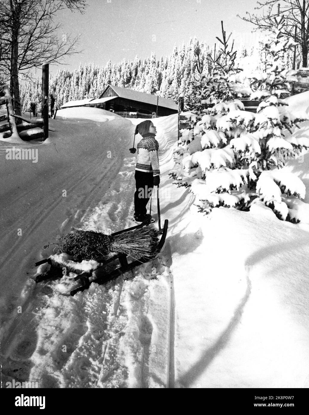 19701202 tradizioni natalizie: L'albero di Natale viene portato a casa in azienda. Ragazzo con uno slittino e nec in un ambiente innevato. Foto: NTB / NTB Foto Stock