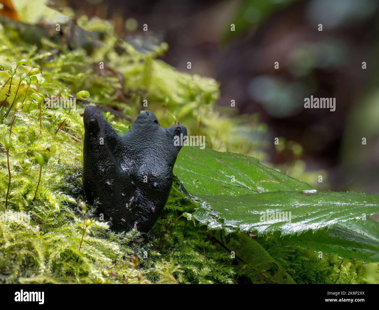 Fungo Xylaria polimorfa, comunemente noto come dita dell'uomo morto. Devon, Regno Unito. Foto Stock