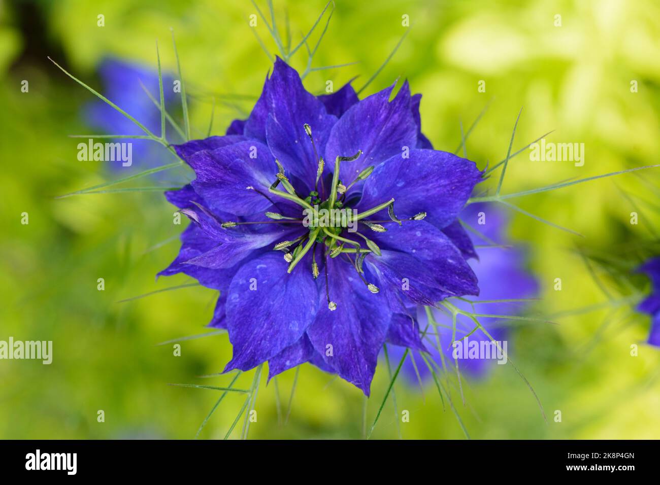 Primo piano di Nigella damascena 'Miss Jekyll' (amore-in-nebbia) Foto Stock