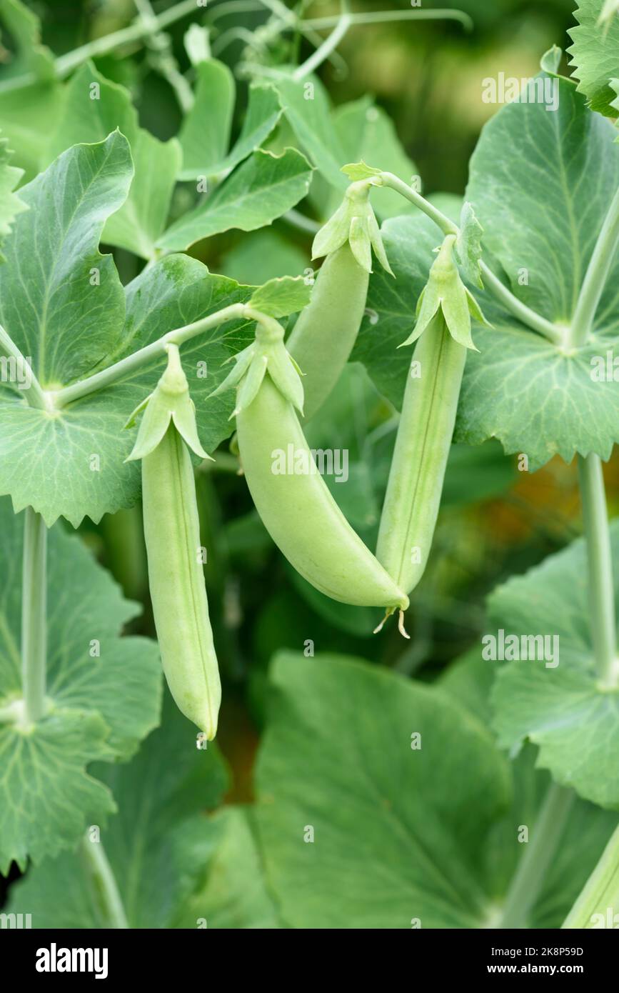 Piselli da zucchero maturi o piselli da bottino (Pisum sativum 'macrocarpon Group') che crescono su un trellis in un cerotto vegetale Foto Stock