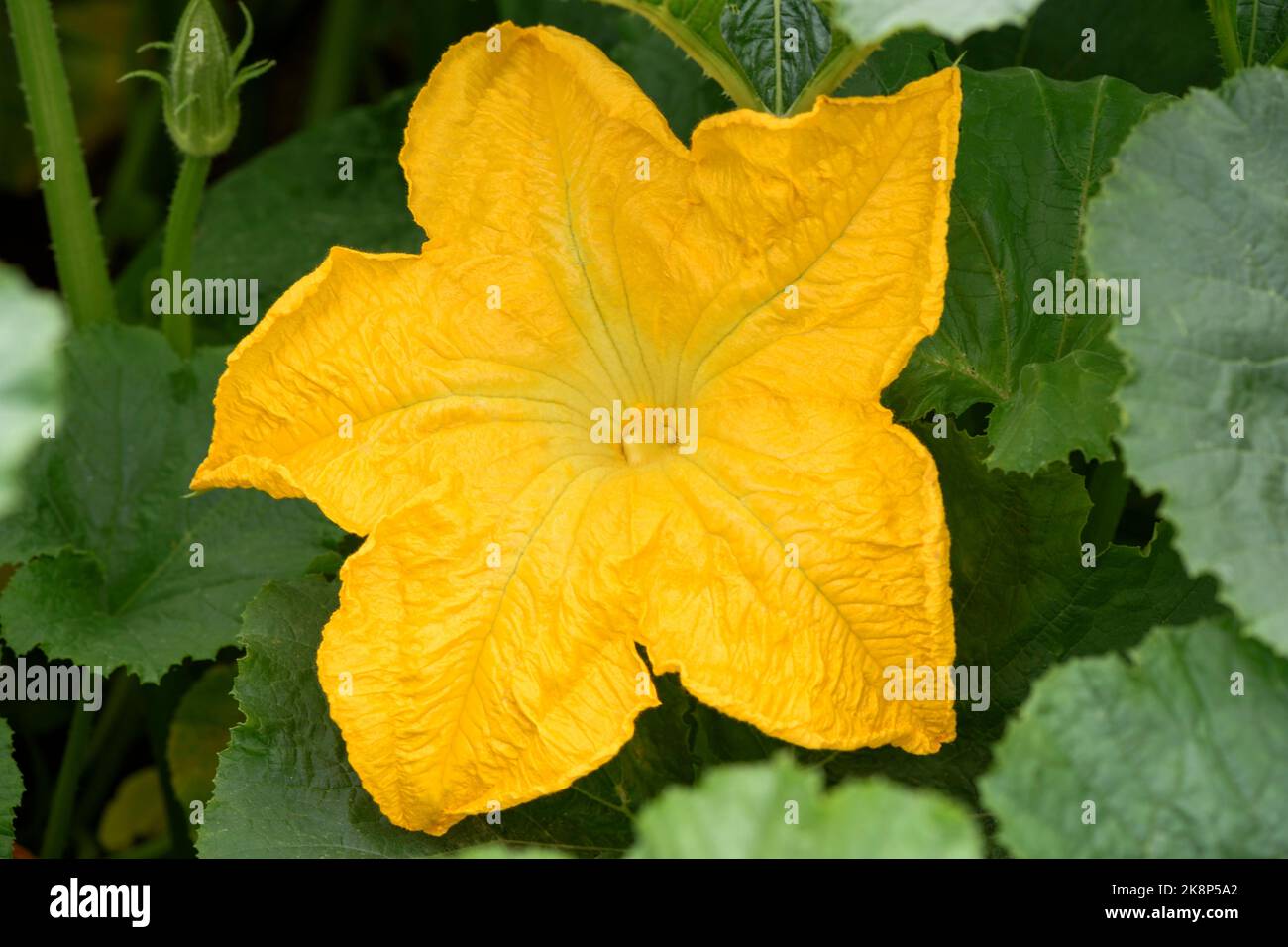 Primo piano di un fiore giallo di zucca a forma di stella (Cucurbita maxima) che cresce in una macchia vegetale Foto Stock