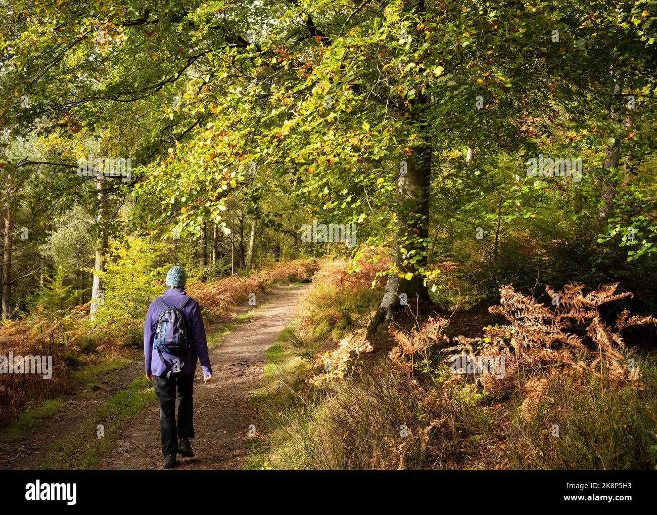 Una passeggiata autunnale a Beacon Wood, Penrith, Cumbria, UK Foto Stock