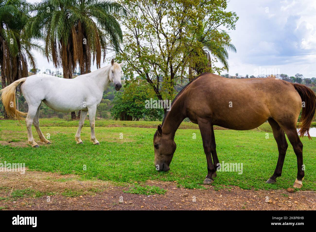 Un cavallo bianco e un cavallo marrone su erba con alberi e cielo nuvoloso a Minas Gerais, Brasile. Foto Stock