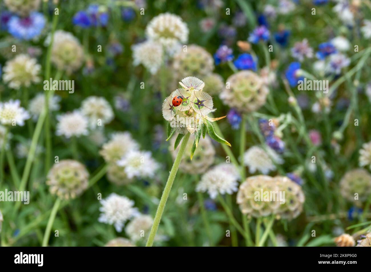 ladybird su Scabiosa Stellata fiori noto anche come Pincushions Starflower una specie di piante da fiore della famiglia delle nido d'ape con fiori colorati Foto Stock