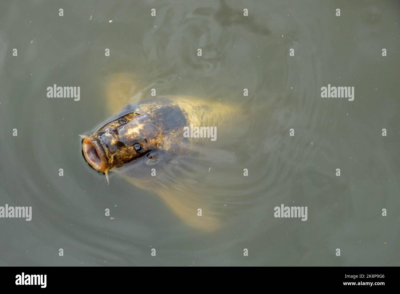 pesce carpa koi in acqua con la bocca aperta Foto Stock