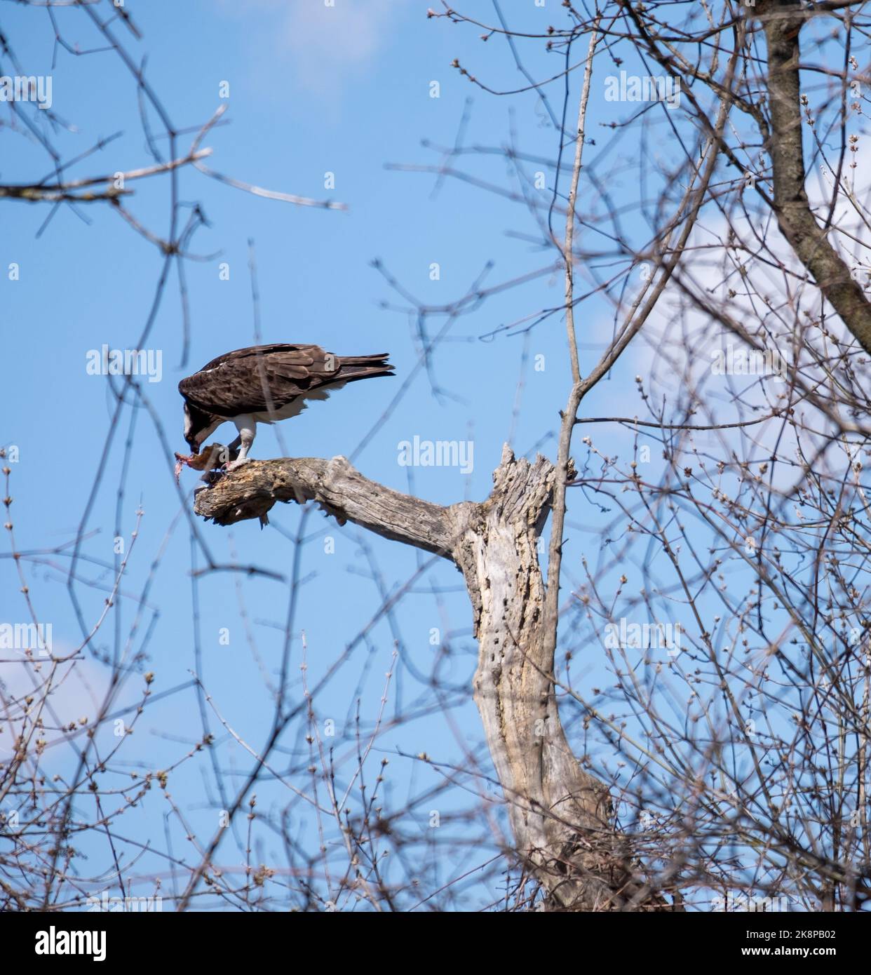 Un falco pescatore arroccato su un ramo di albero di legno che mangia pesce alla luce del giorno nell'Ontario sudoccidentale Foto Stock