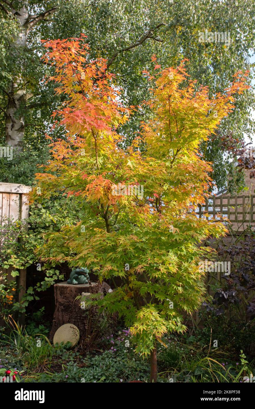 Acer palmatum Sango-kaku in autunno Foto Stock