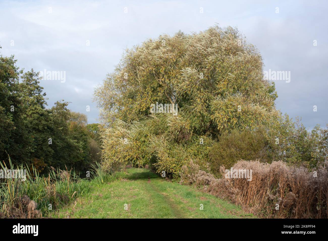 Willow albero che cresce lungo il canale di Pocklington Foto Stock