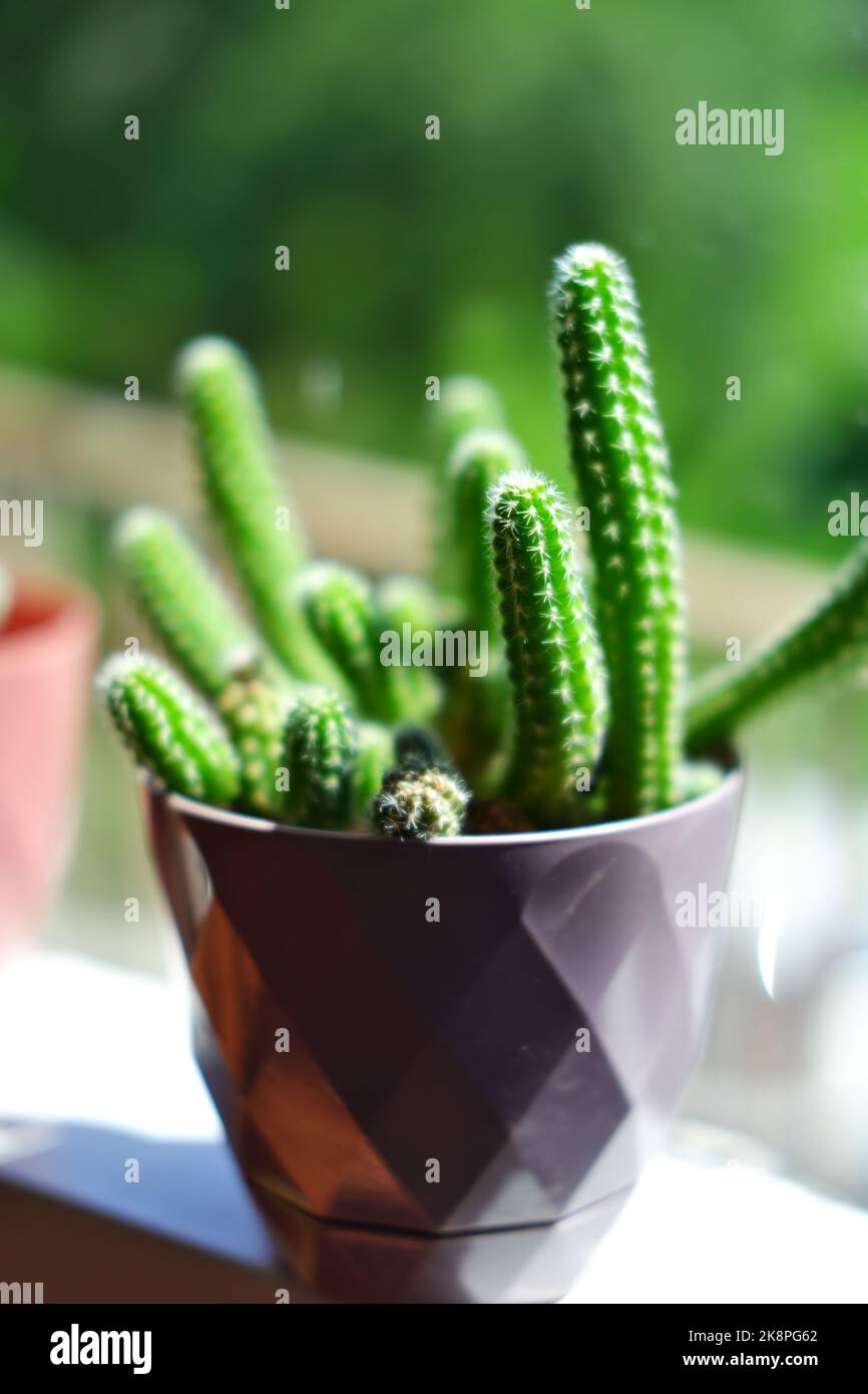 Cactus interno di fronte a una finestra con luce solare Foto Stock