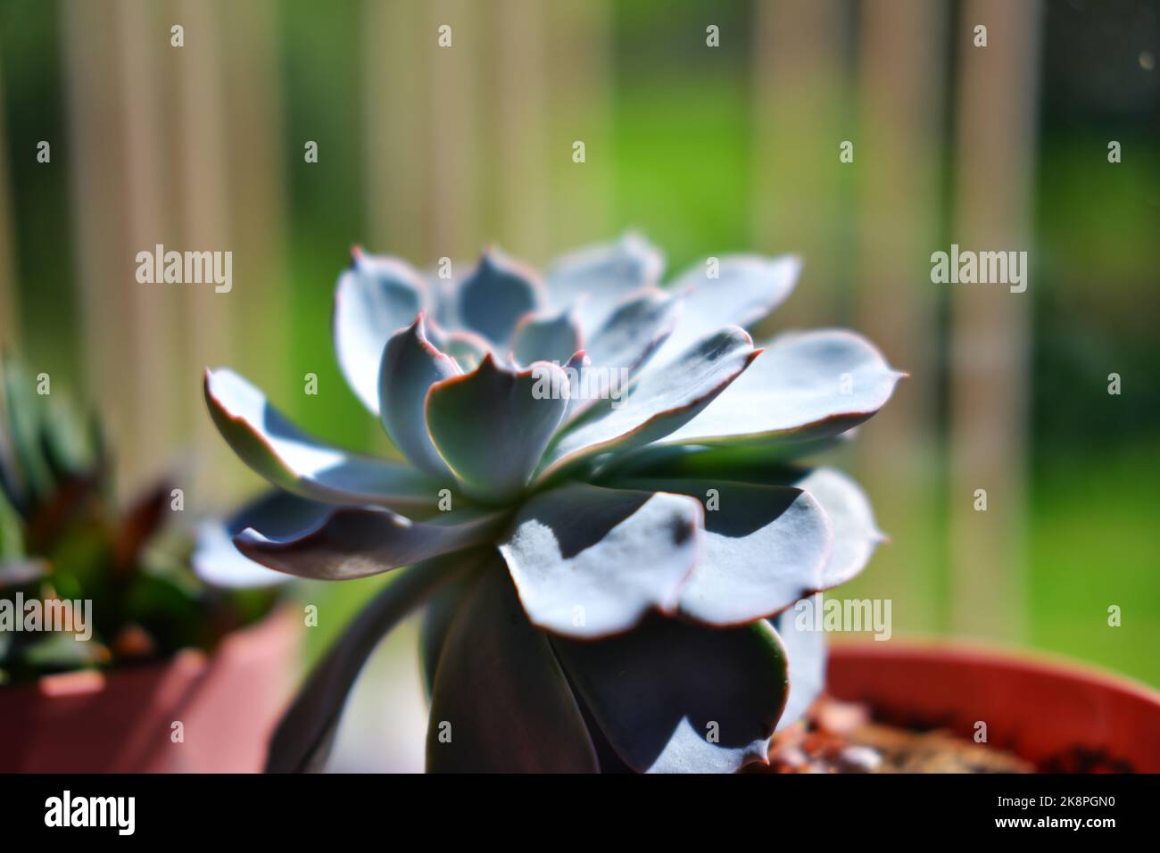 Haworthia fasciata al lato del vento con luce solare Foto Stock