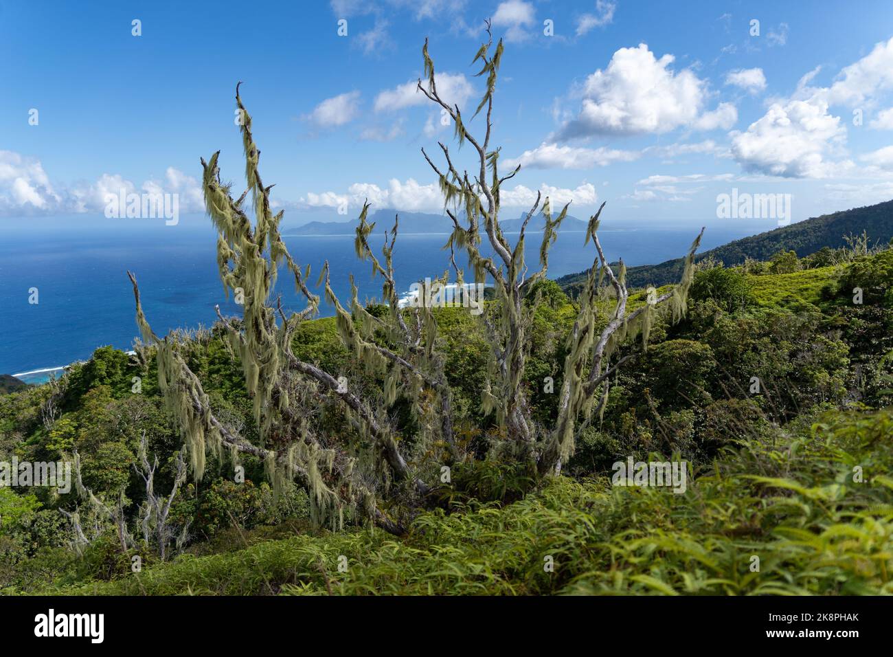 La barba del vecchio con vegetazione verde sullo sfondo del cielo blu. Moorea, Polinesia francese. Foto Stock