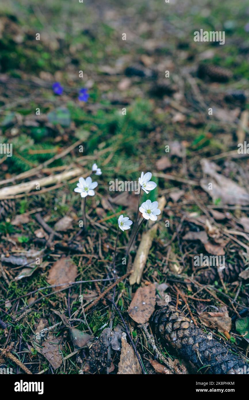 Bianca hepatica nobilis in una foresta vicino al fiume Olterudelva, Toten, Norvegia, in primavera. Foto Stock