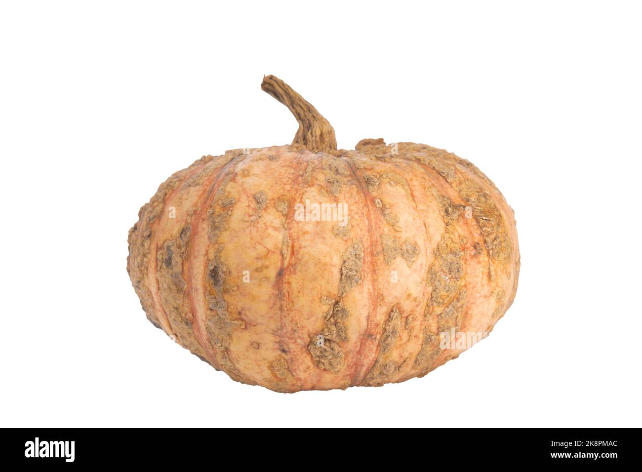 zucca isolata su sfondo bianco, design Foto Stock