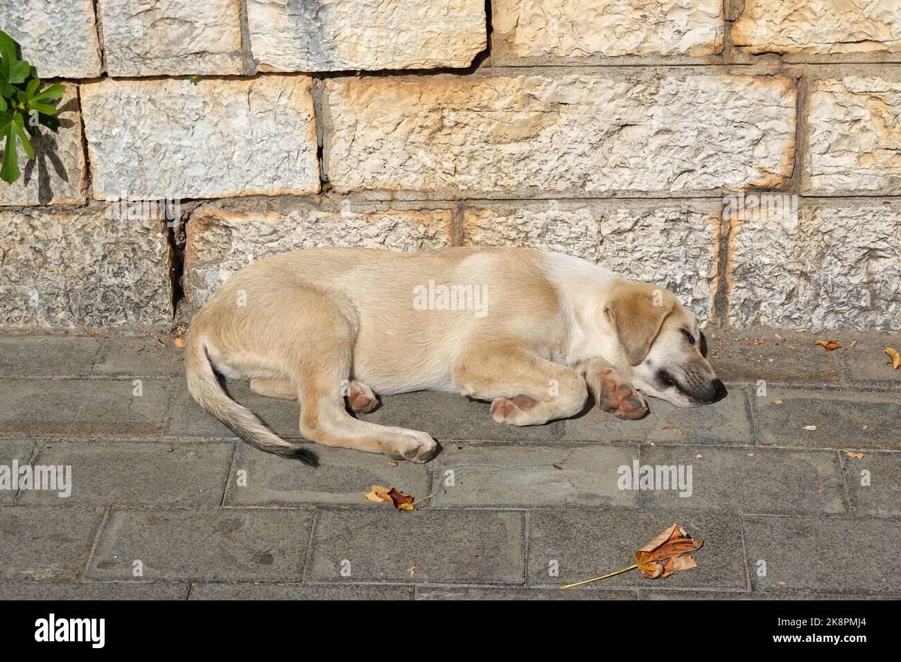 Cane senza casa, Saranda, Repubblica di Albania Foto Stock
