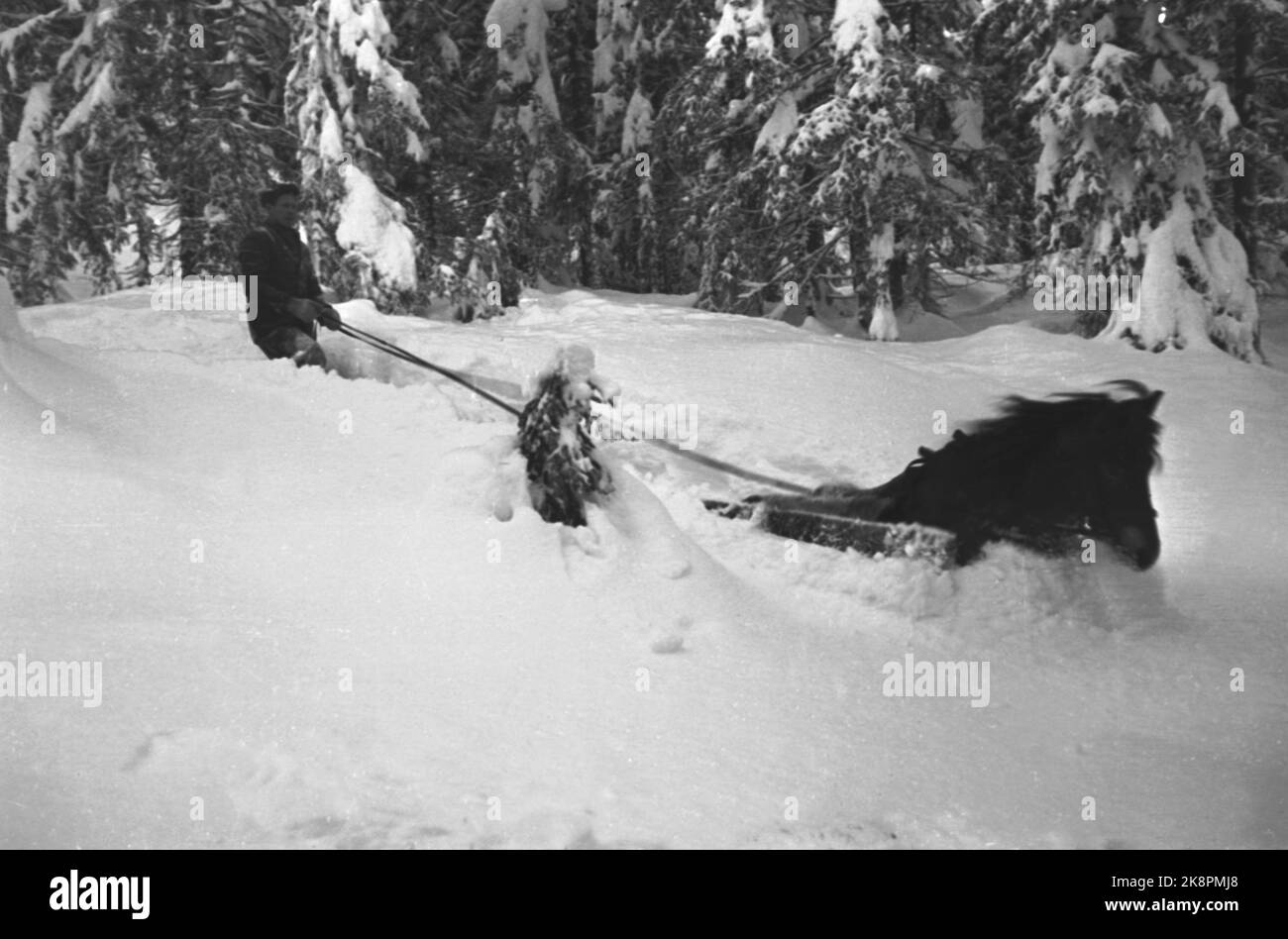 Guida del legno a Buskerud. Sandsvær superiore. Grandi quantità di neve che rendono difficile l'operazione. Ecco un cavallo che disegna legname. Foto: NTB Foto Stock