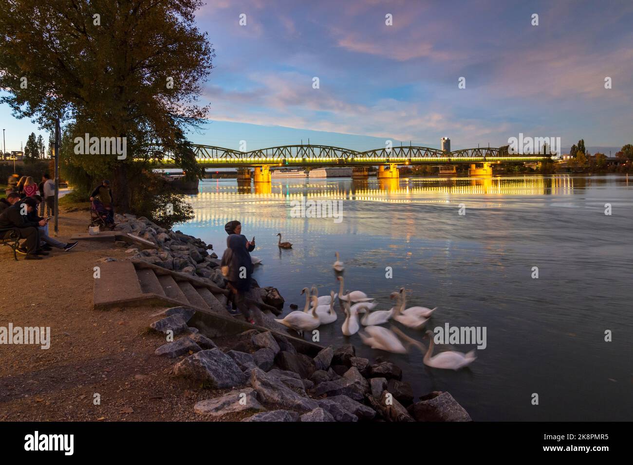 Wien, Vienna: Donna e bambini che nutrono cigni muti al fiume Donau (Danubio), ponti Georg-Danzer-Steg e Nordbahnbrücke (dietro) nel 20. Brigittenau, Foto Stock
