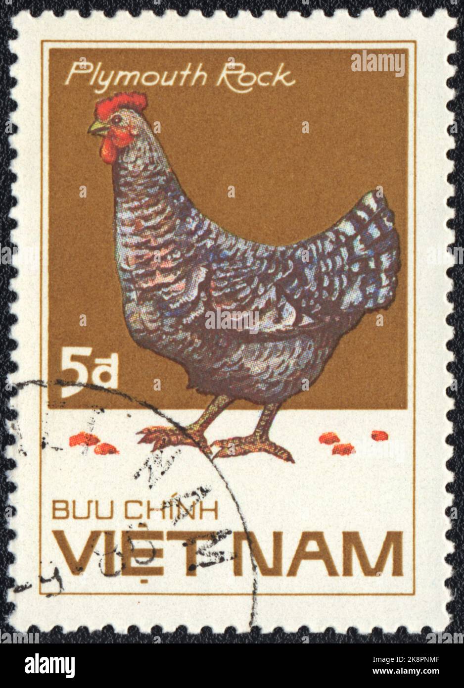 Un francobollo stampato in VIETNAM mostra Plymouth Rock Hen, dalla serie razze di pollo, circa 1985 Foto Stock