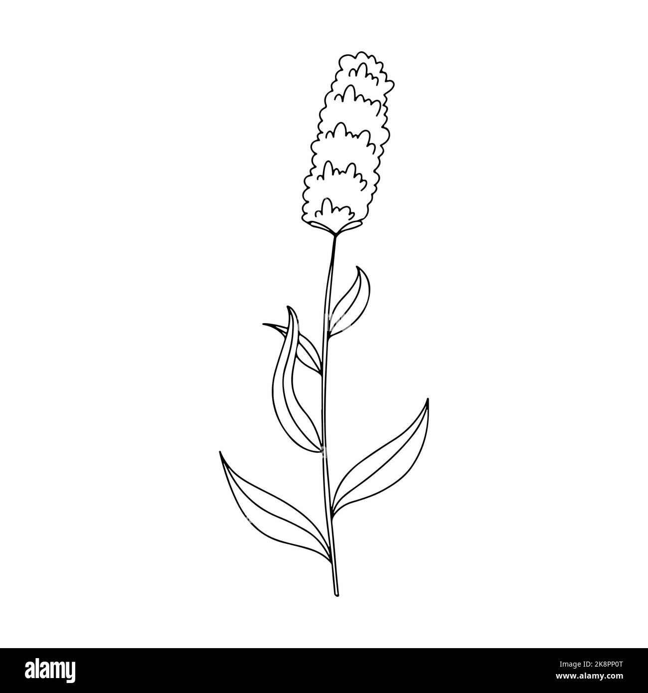Illustrazione vettoriale disegnata a mano del fiore selvatico del prato fiorente. Bistorta Poligomun in stile doodle. Elemento di design del logo per biglietti d'auguri, inviti. Illustrazione Vettoriale